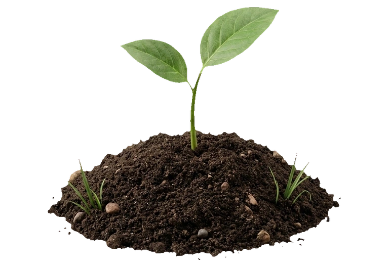a seedling sprouting from soil